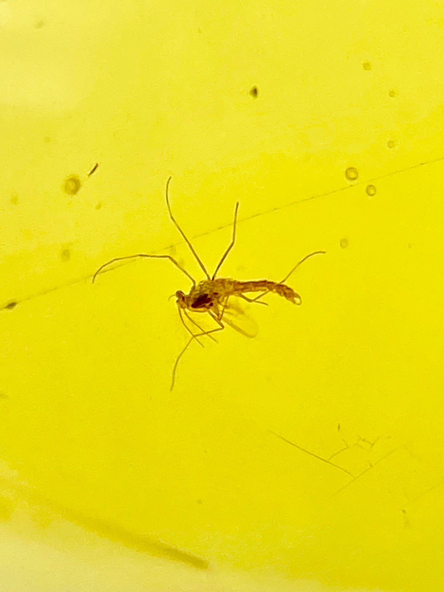 Ámbar Dominicano con Mosquitos