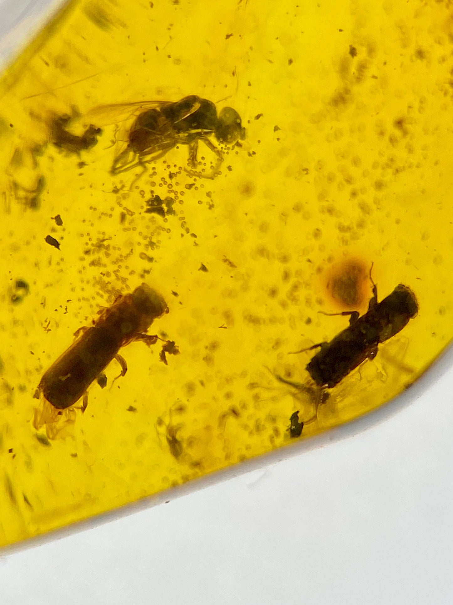 Ámbar Dominicano con Mosca y Carcomas