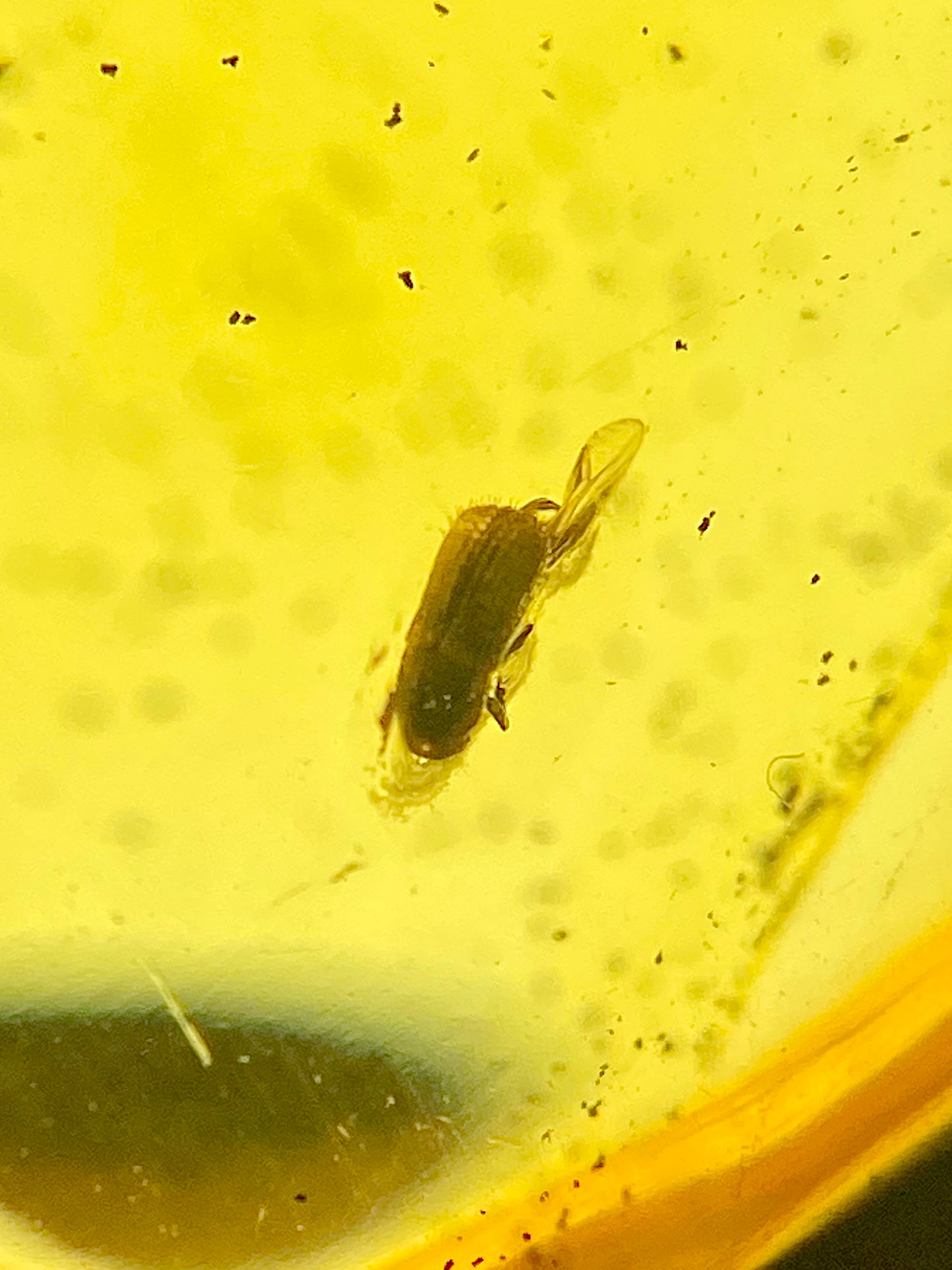 Ámbar Dominicano con Coleópteros
