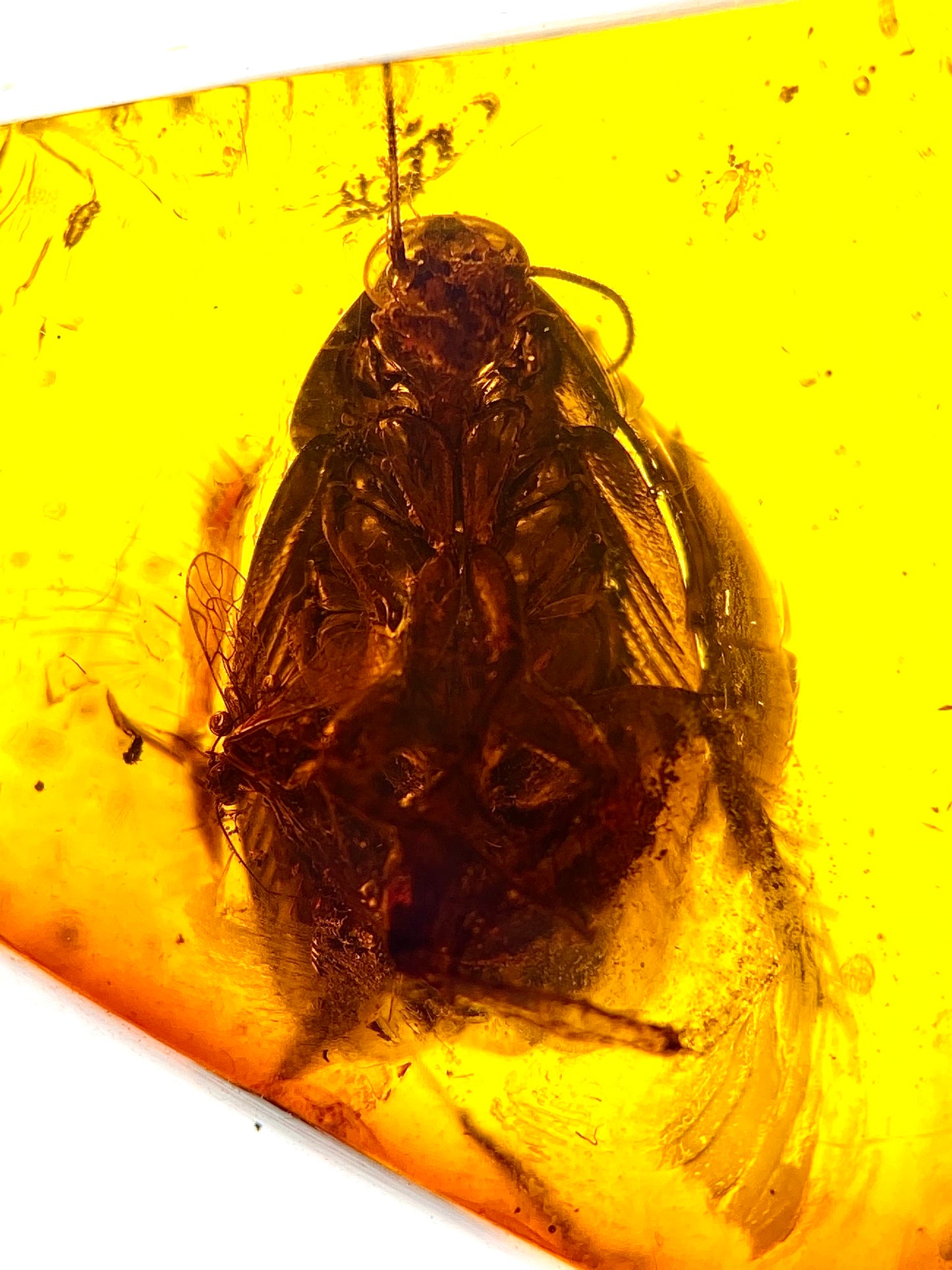 Ámbar Dominicano con Cucaracha