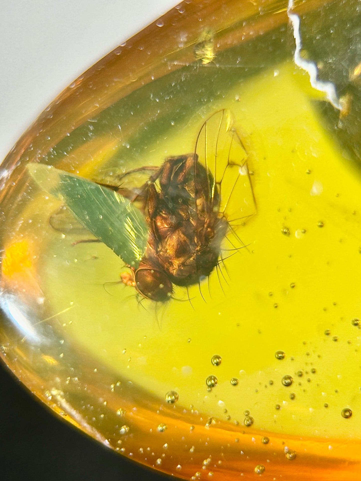Ámbar Dominicano con Mosca