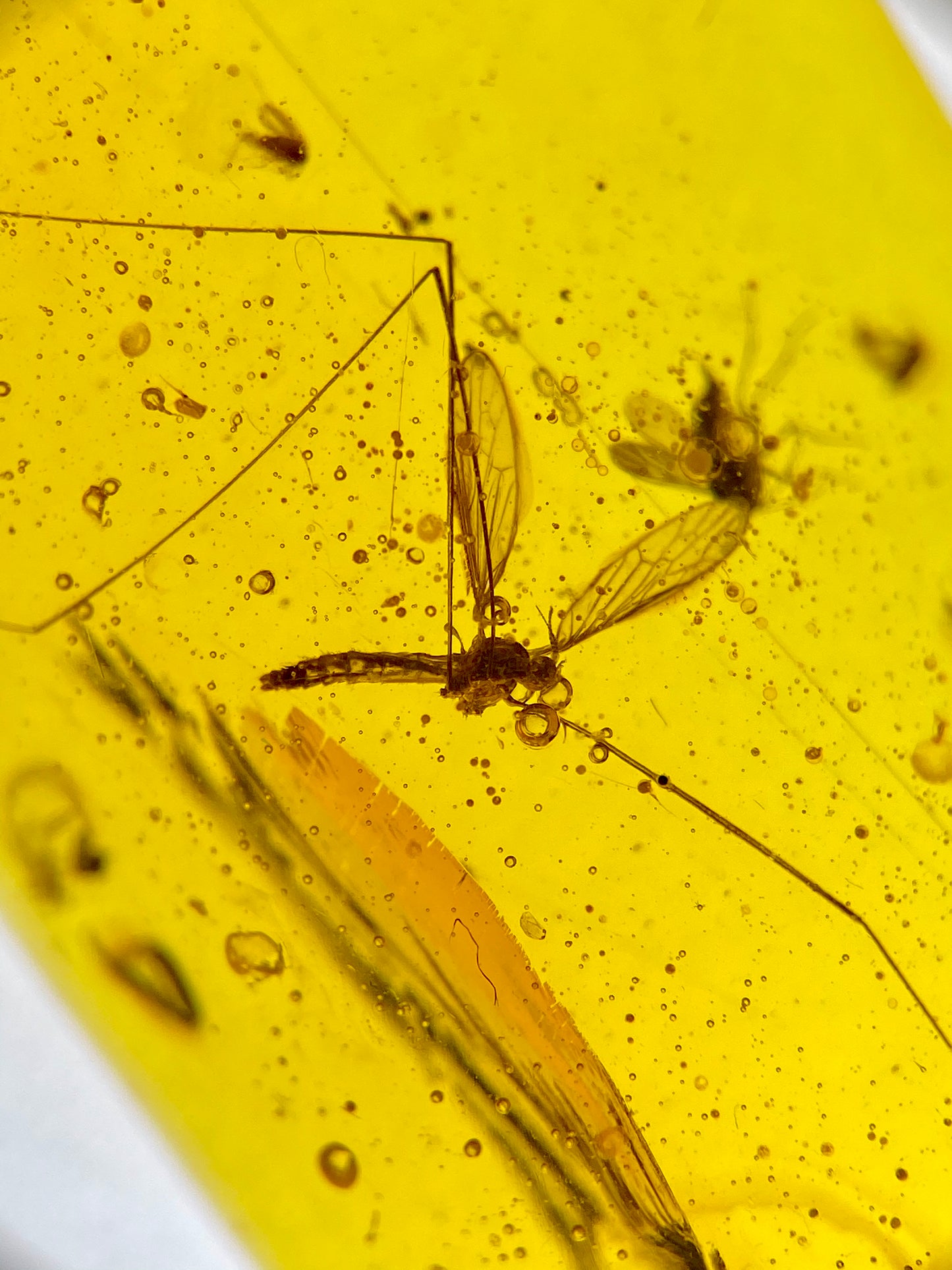 Ámbar Dominicano con Mosquitos