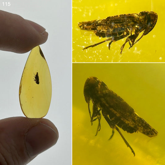 Ámbar Dominicano con Ninfa