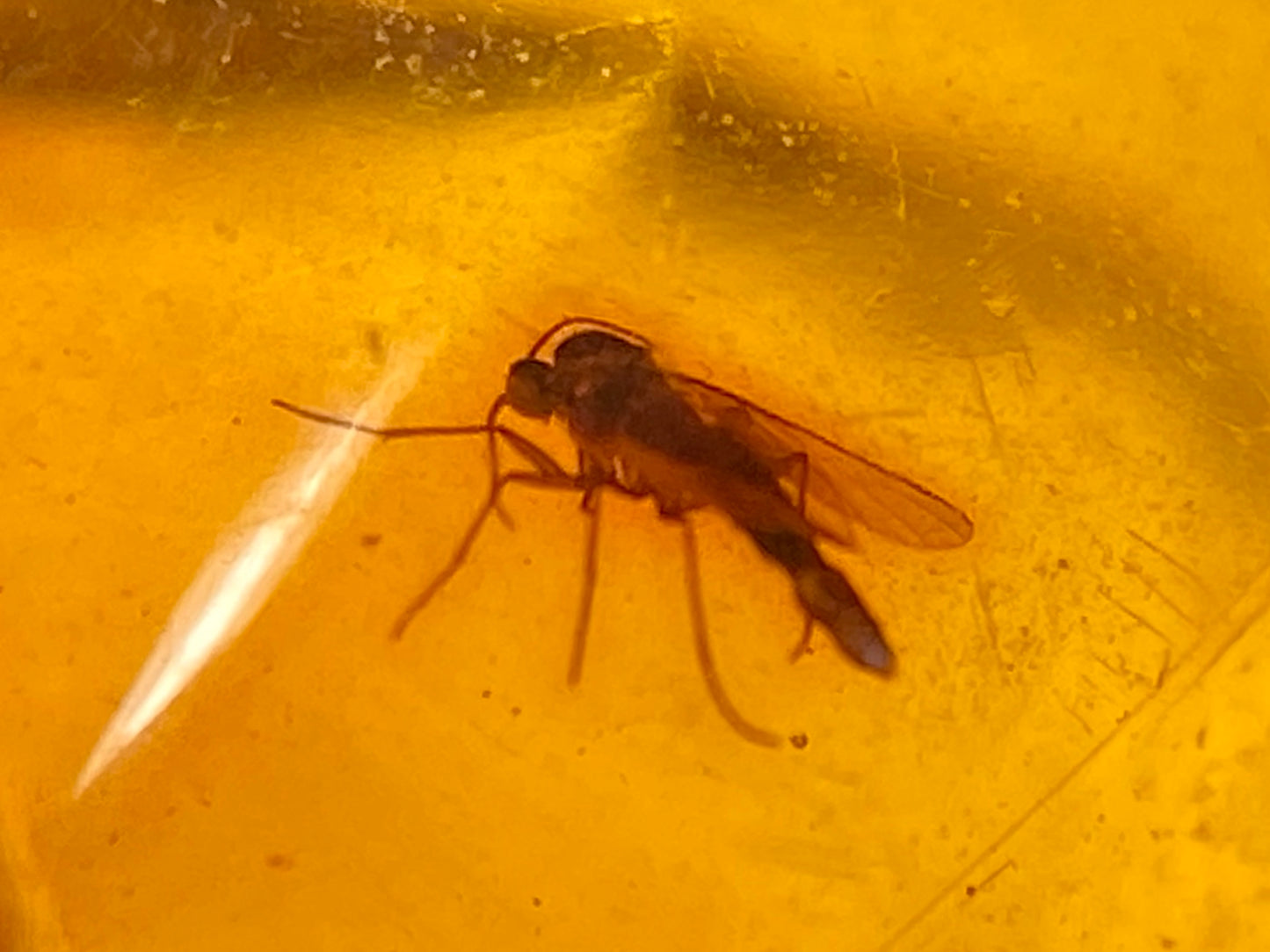 Ámbar Dominicano con Pata Grillo