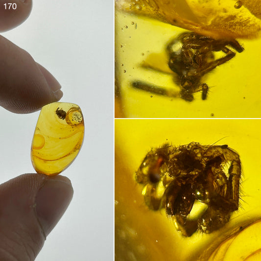 Ámbar Dominicano con Araña