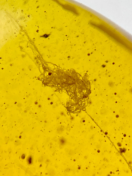 Ámbar Dominicano con Telaraña
