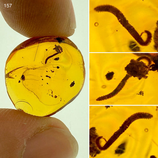 Ámbar Dominicano con Larva