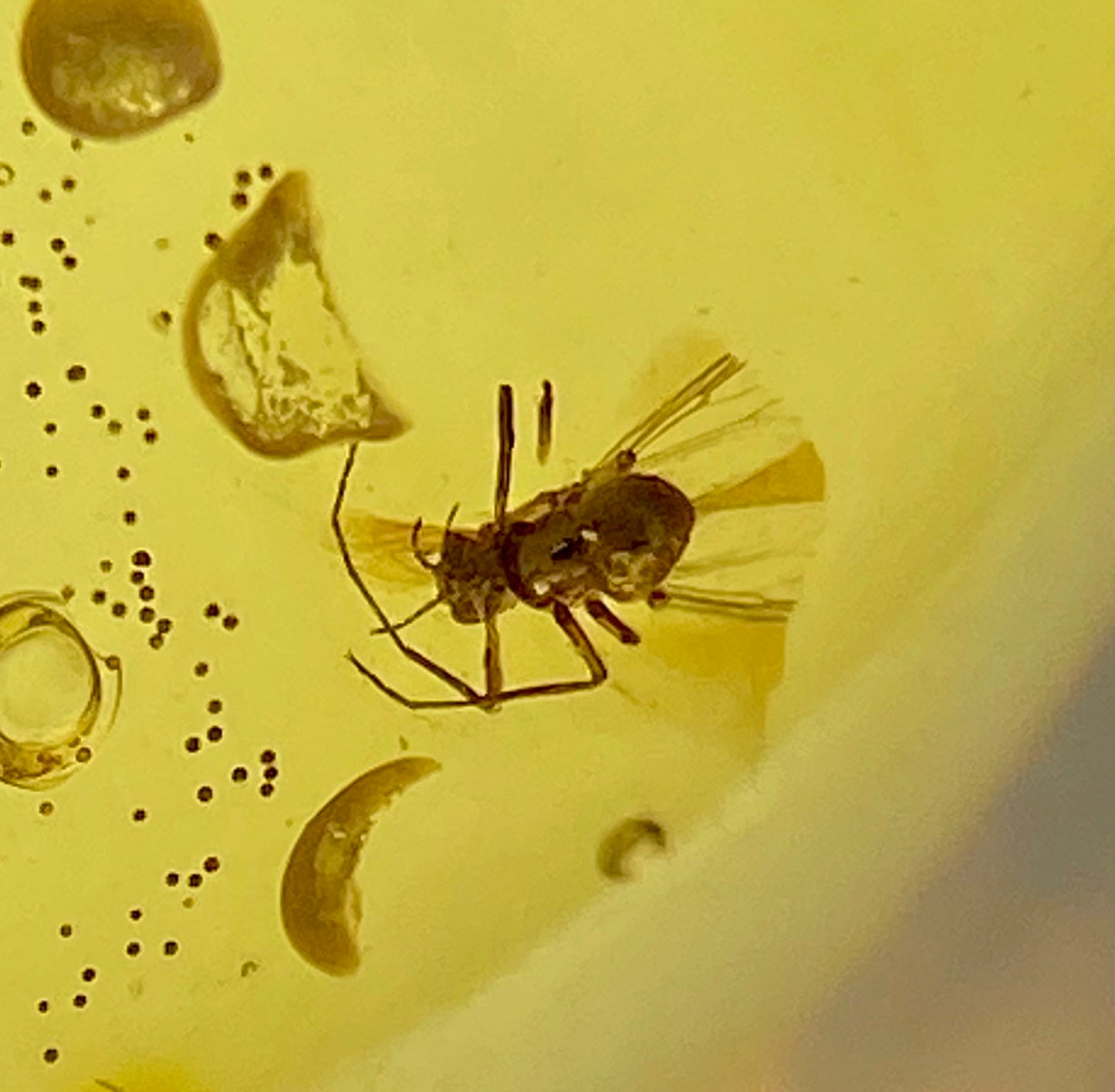 Ámbar Dominicano con Araña