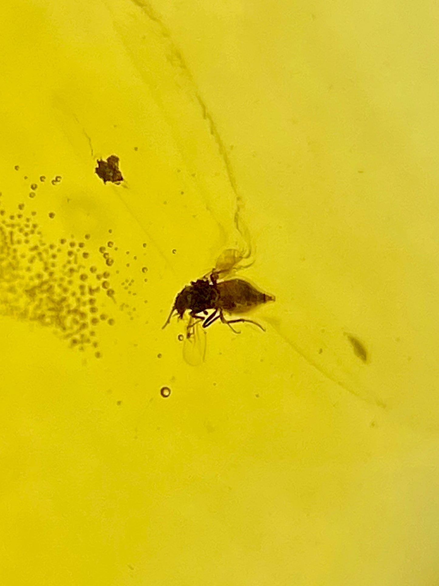 Ámbar Dominicano con Moscas y Mosquitos
