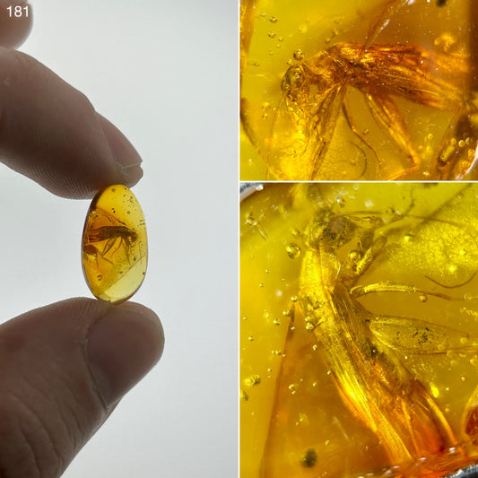 Ámbar Dominicano con Grillo