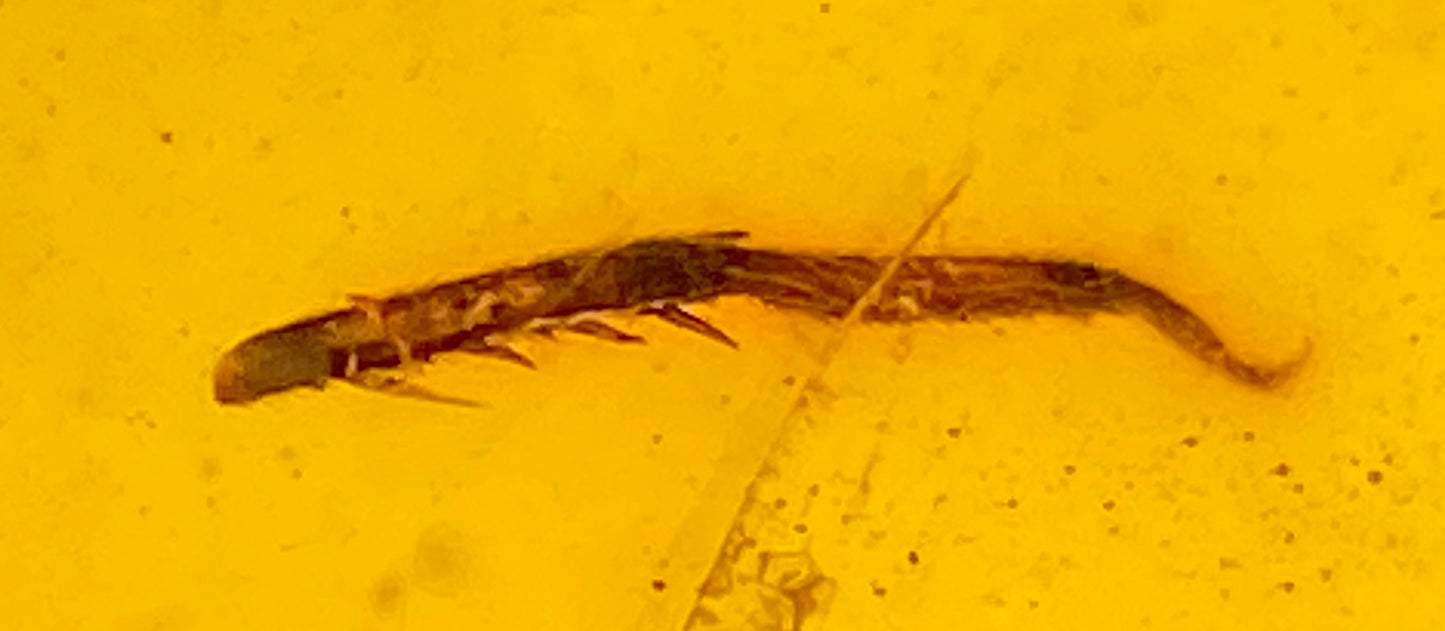 Ámbar Dominicano con Pata Grillo