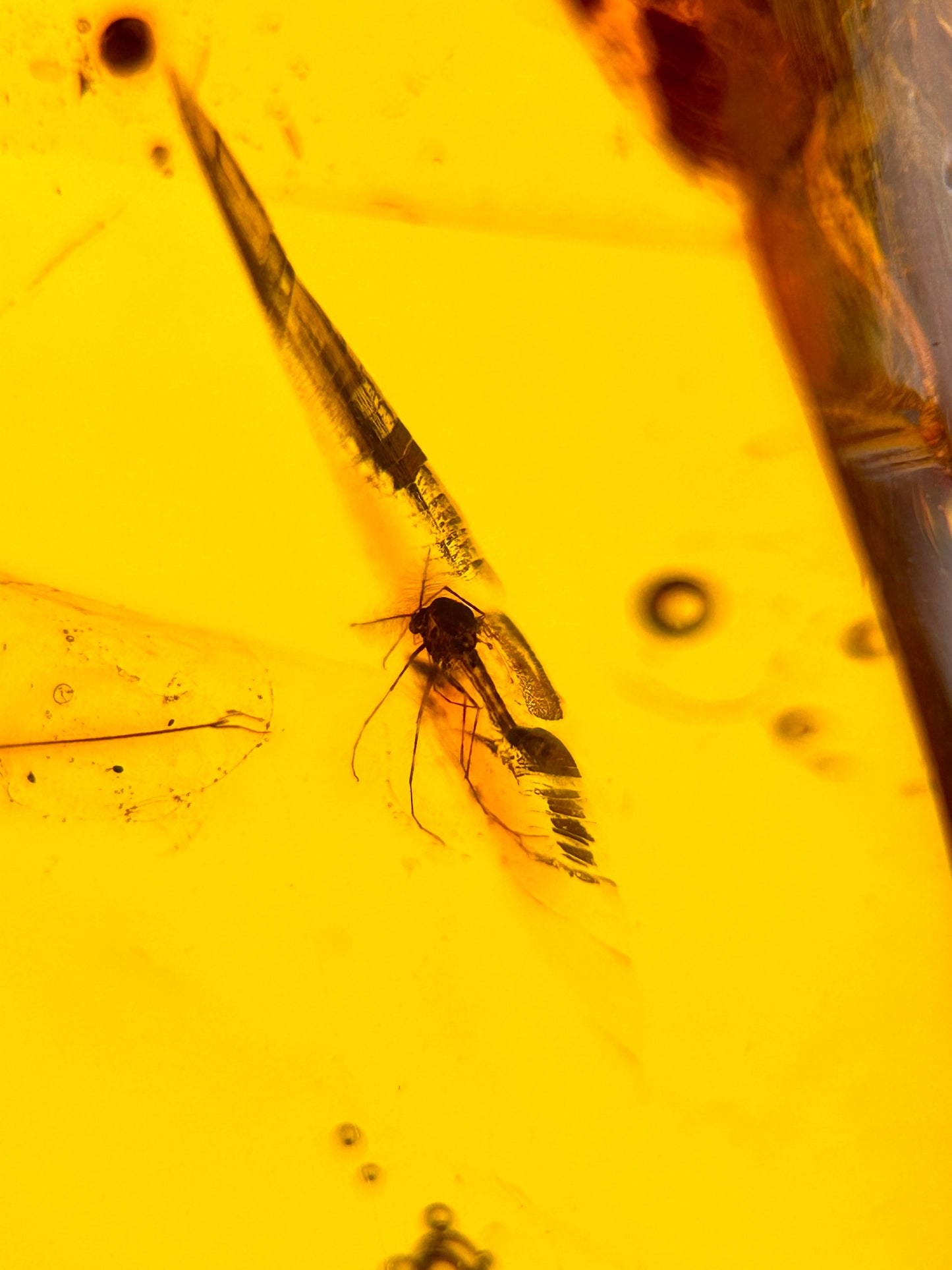 Ámbar Dominicano con Mosquitos