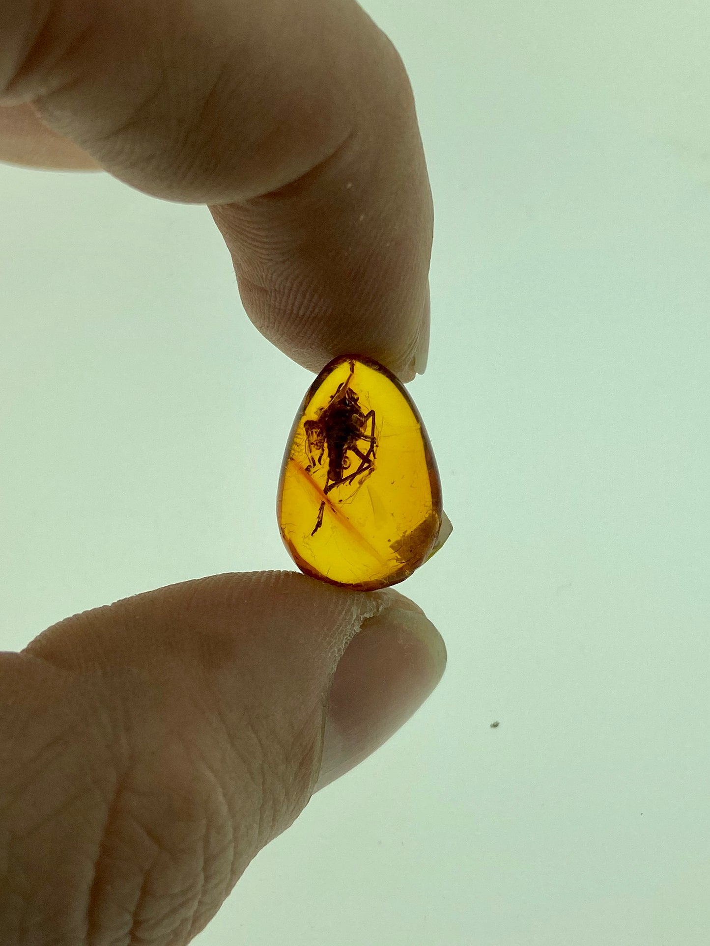 Ámbar Dominicano con Araña