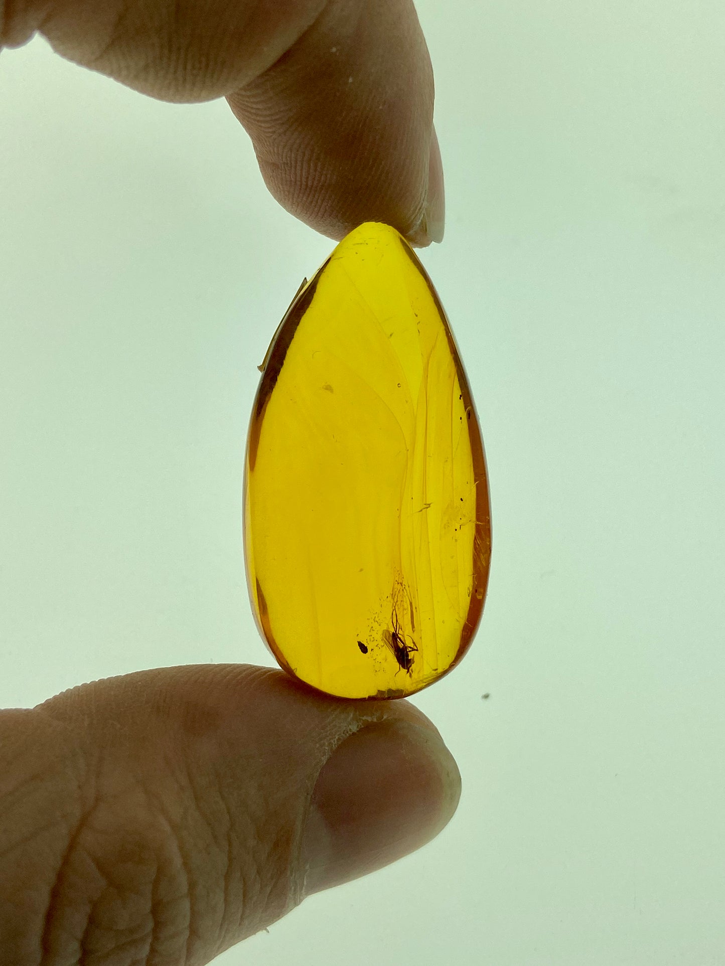 Ámbar Dominicano con Mosca