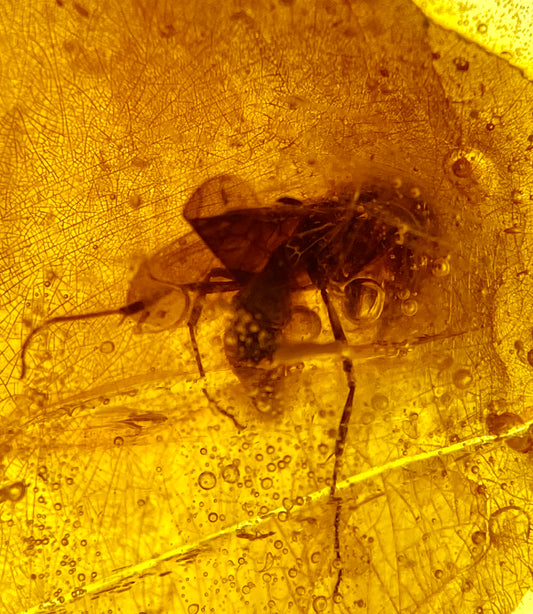 Ámbar Dominicano con Araña