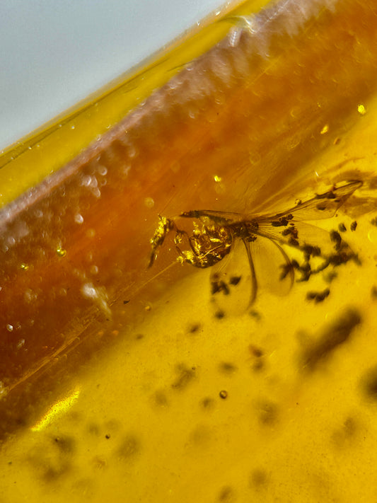 Ámbar Dominicano con Coleópteros