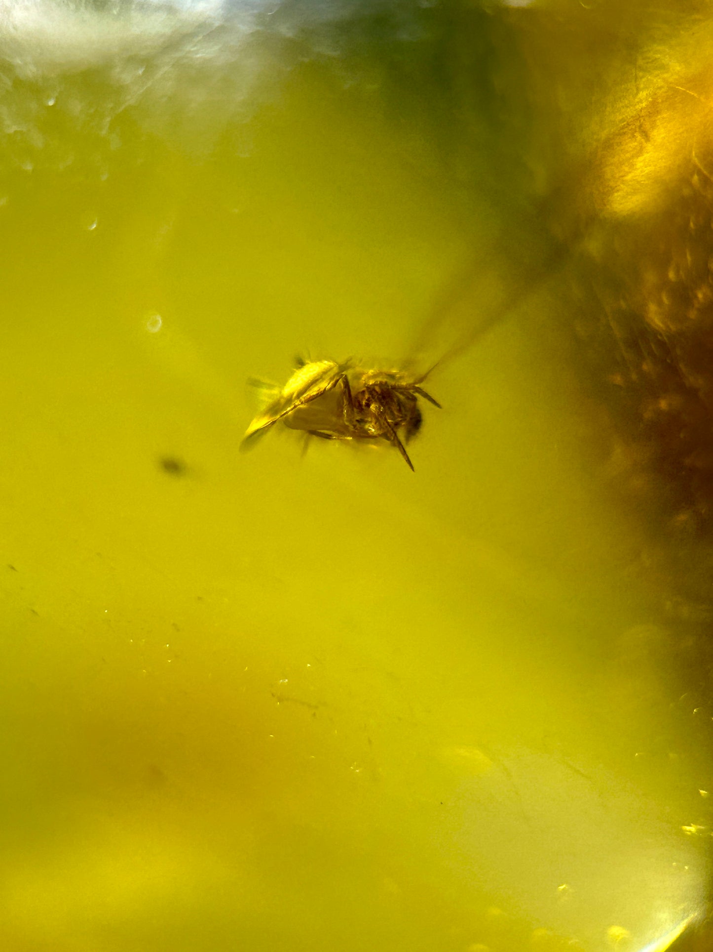 Ámbar Dominicano con Araña