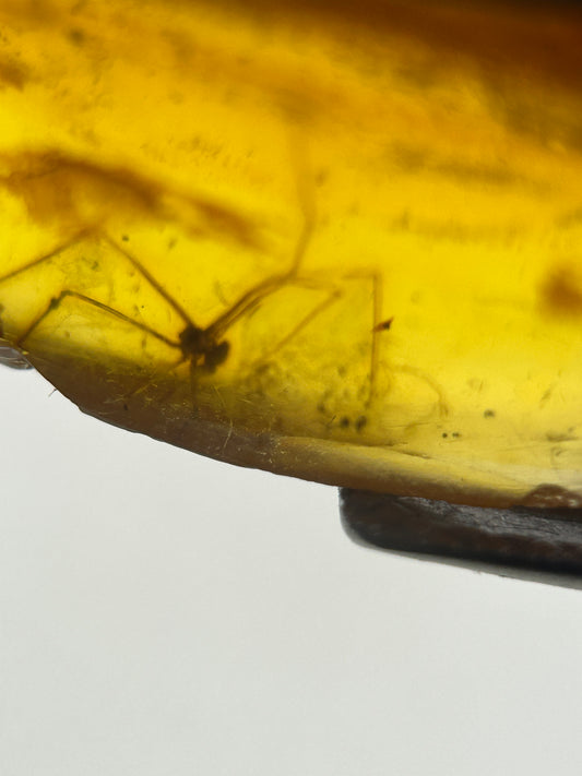 Ámbar Dominicano con Araña