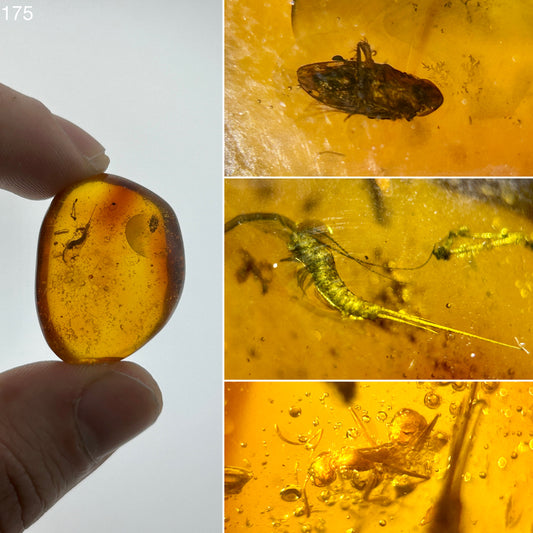 Ámbar Dominicano con Pez de Plata