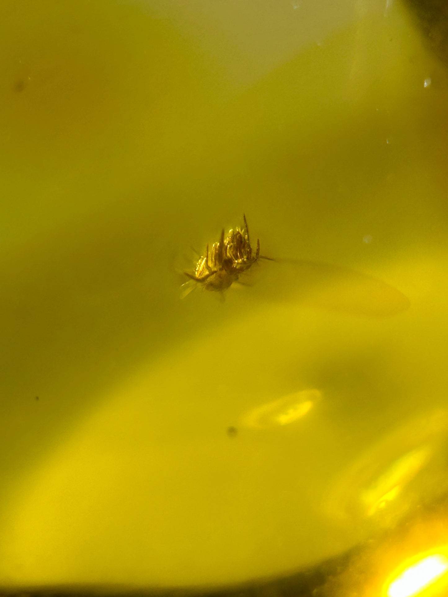 Ámbar Dominicano con Araña