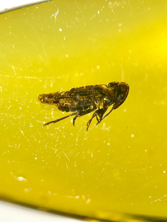 Ámbar Dominicano con Ninfa