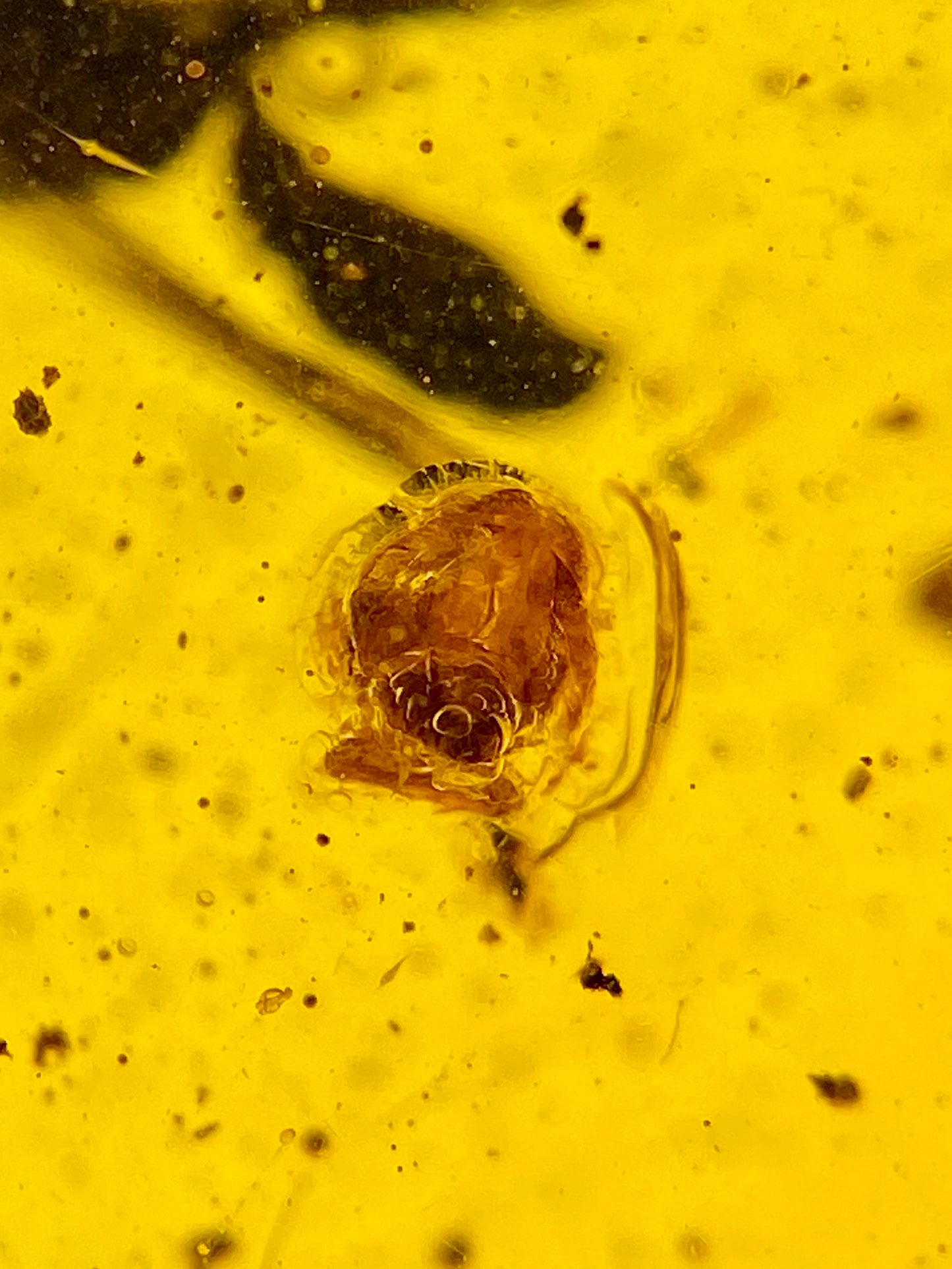 Ámbar Dominicano con Telaraña