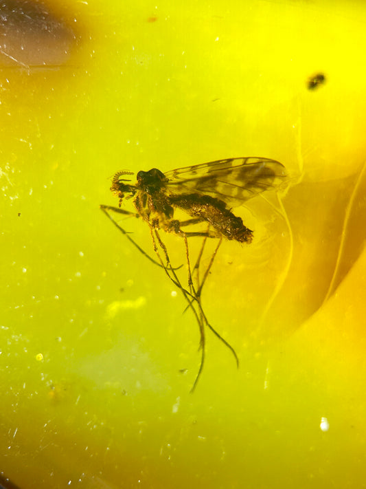 Ámbar Dominicano con Mosquito