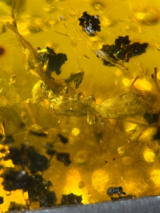 Ámbar Dominicano con Araña