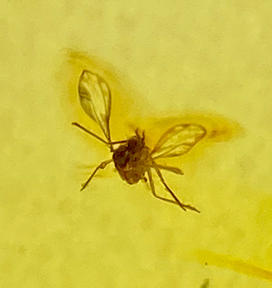 Ámbar Dominicano con Mosquito