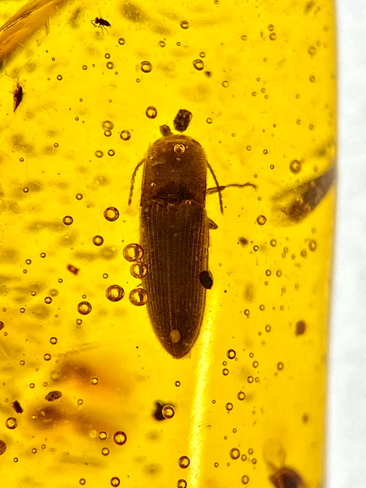 Ámbar Dominicano con Coleópteros