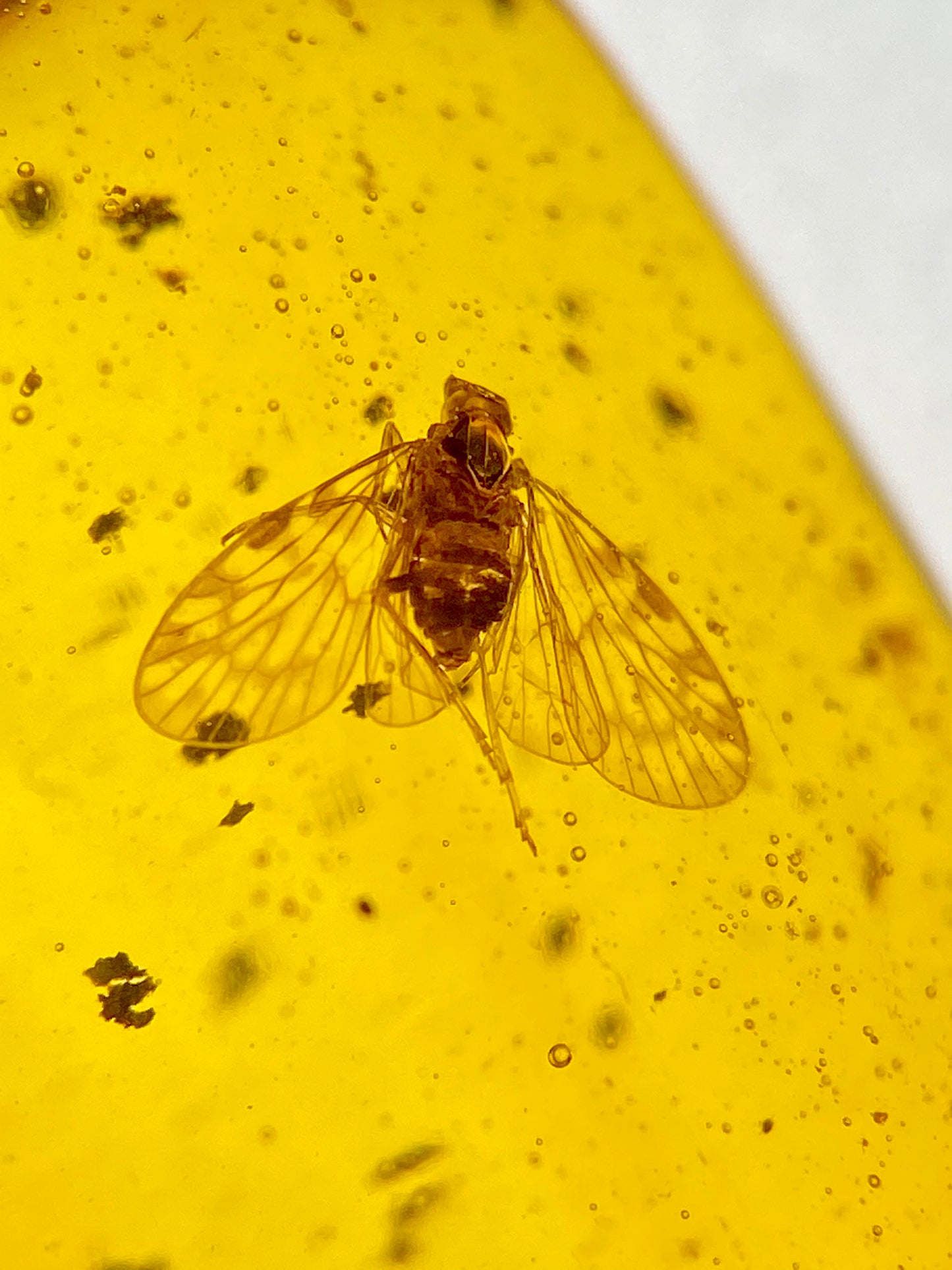 Ámbar Dominicano con Dípteros
