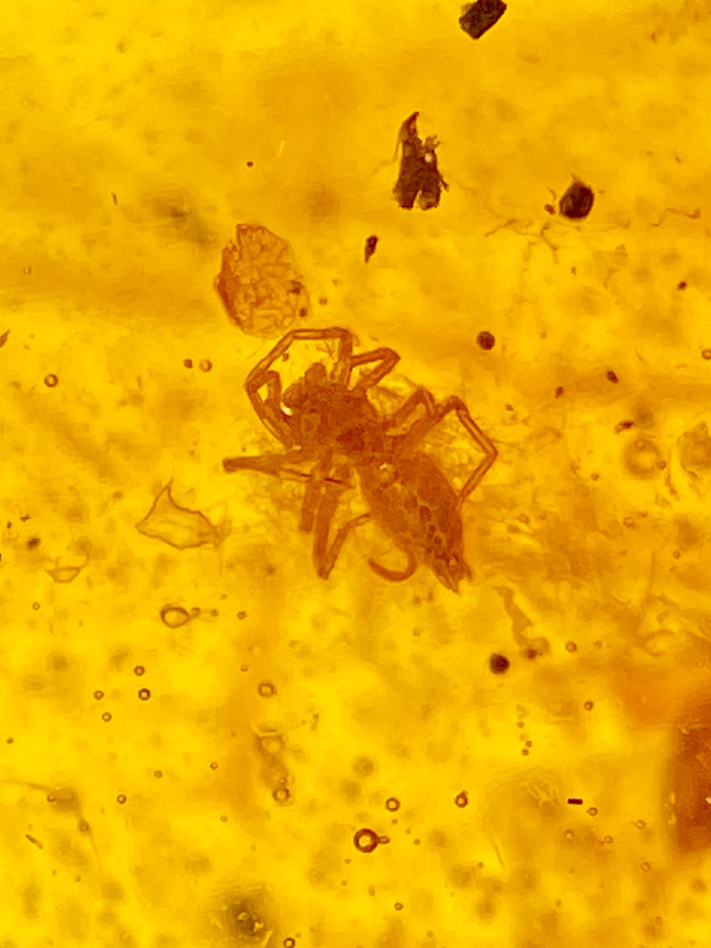 Ámbar Dominicano con Araña