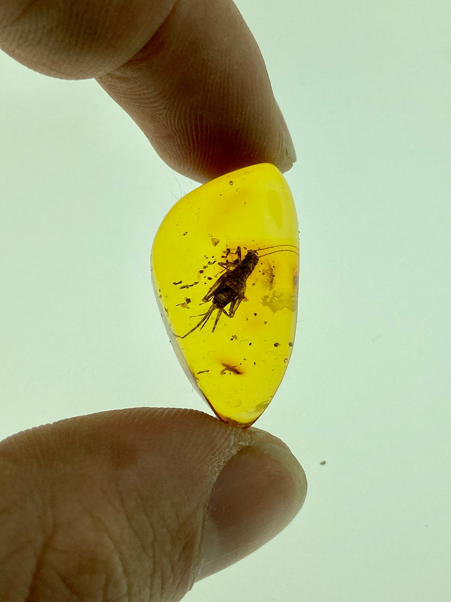 Ámbar Dominicano con Grillo