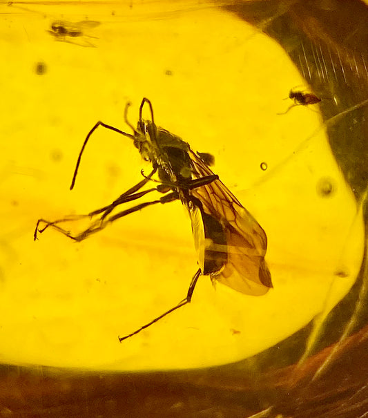 Ámbar Dominicano con Hormiga Alada