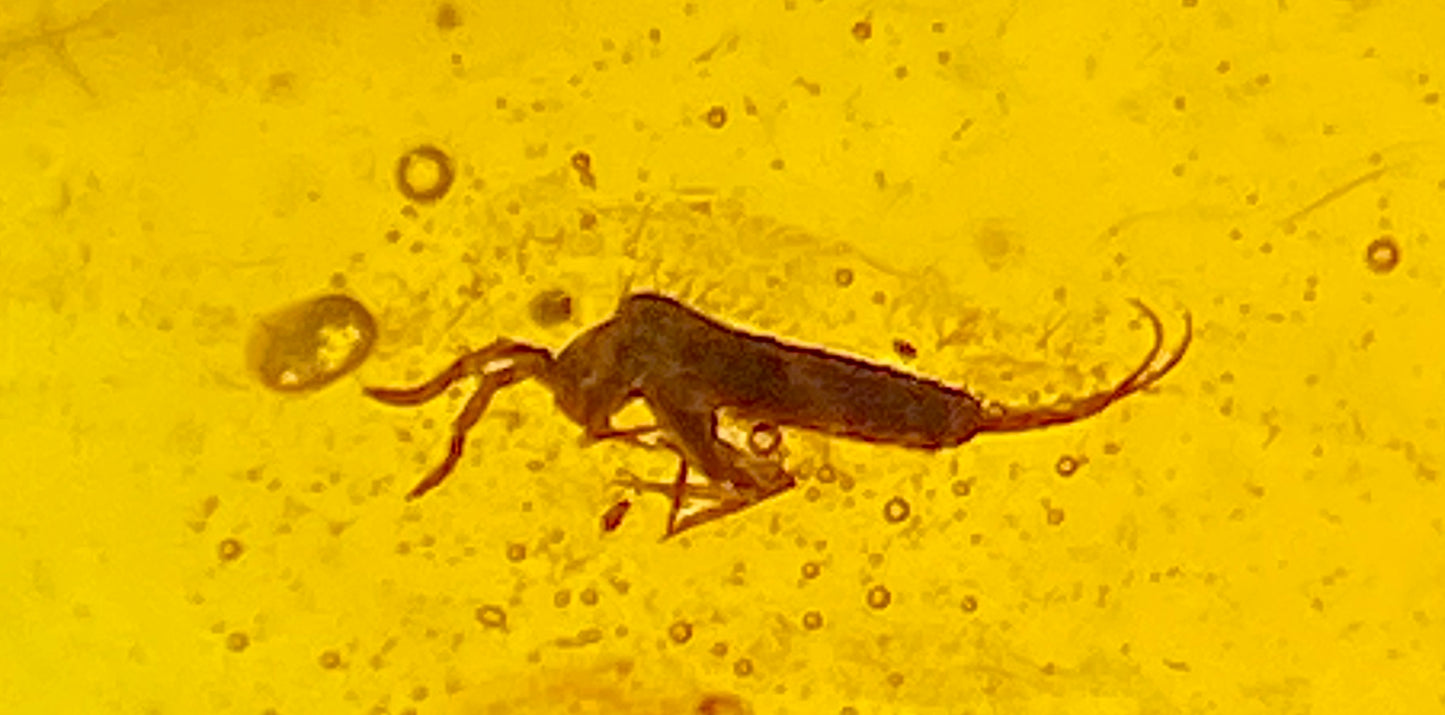 Ámbar Dominicano con Araña