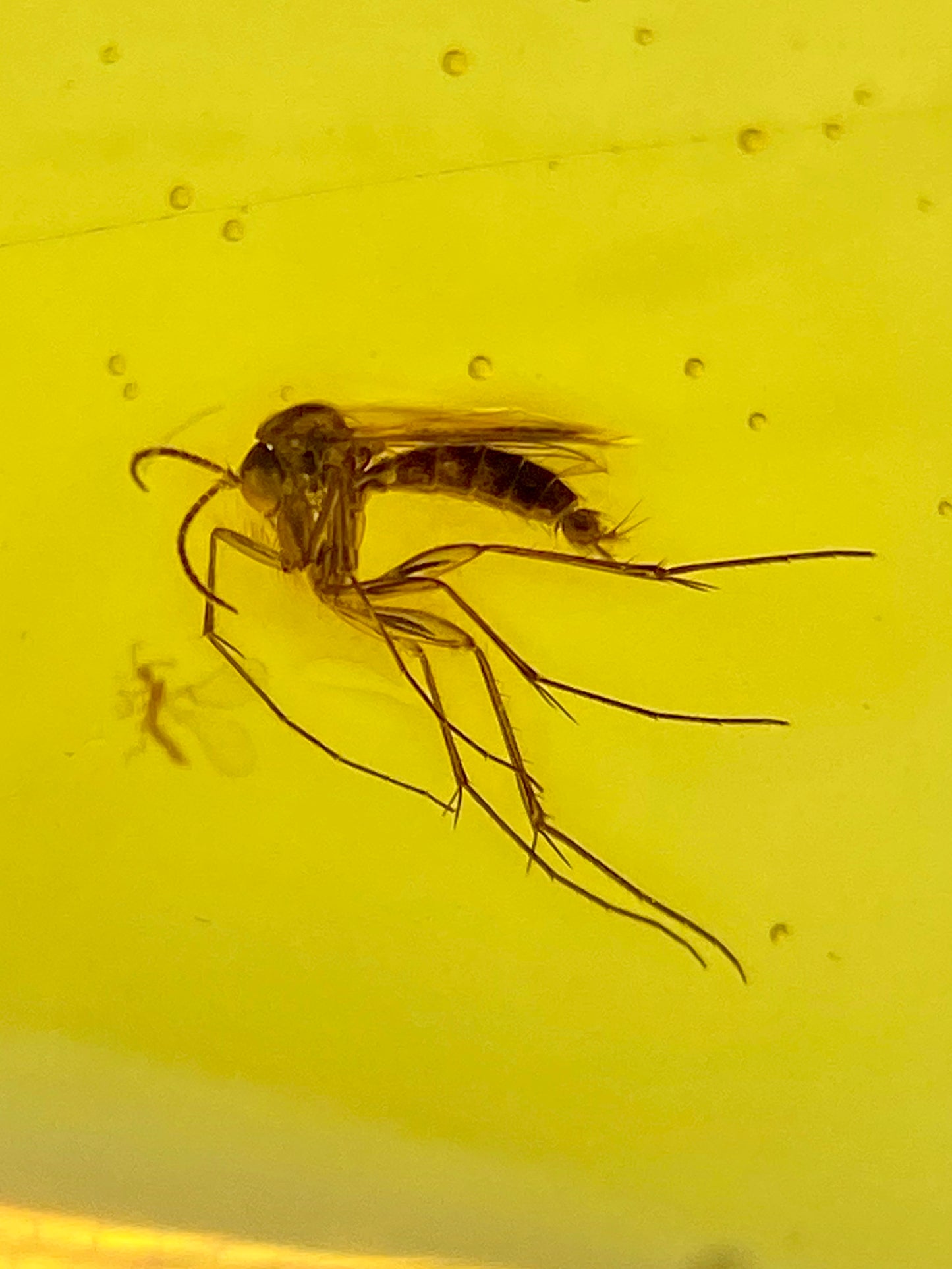 Ámbar Dominicano con Mosquitos