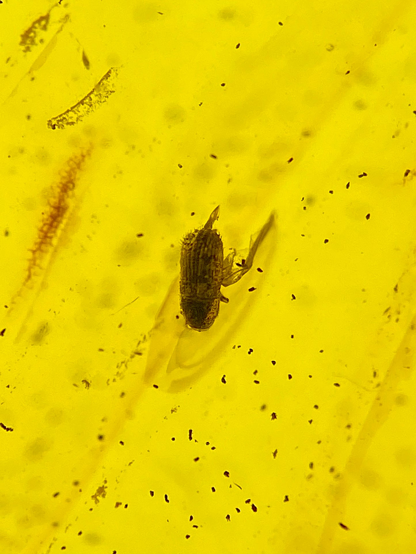 Ámbar Dominicano con Coleópteros