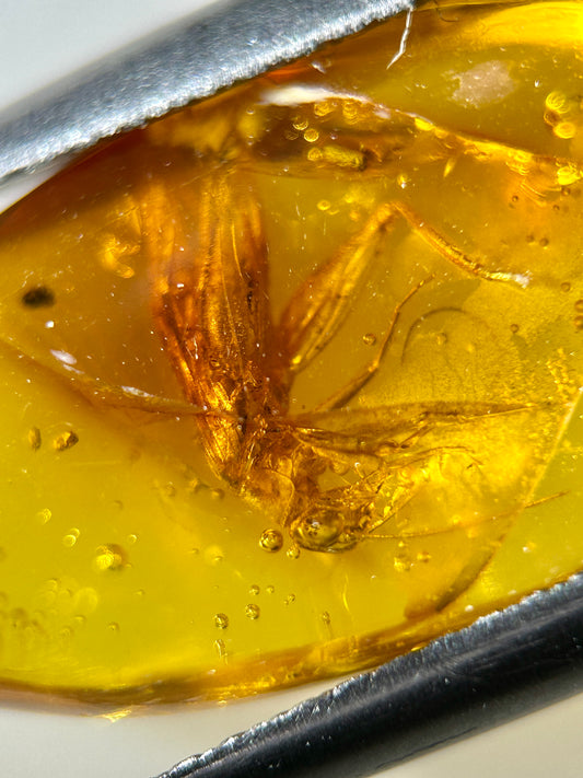 Ámbar Dominicano con Grillo