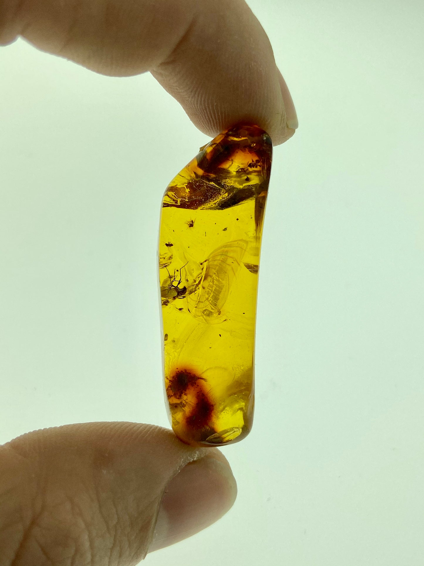 Ámbar Dominicano con Mosquitos