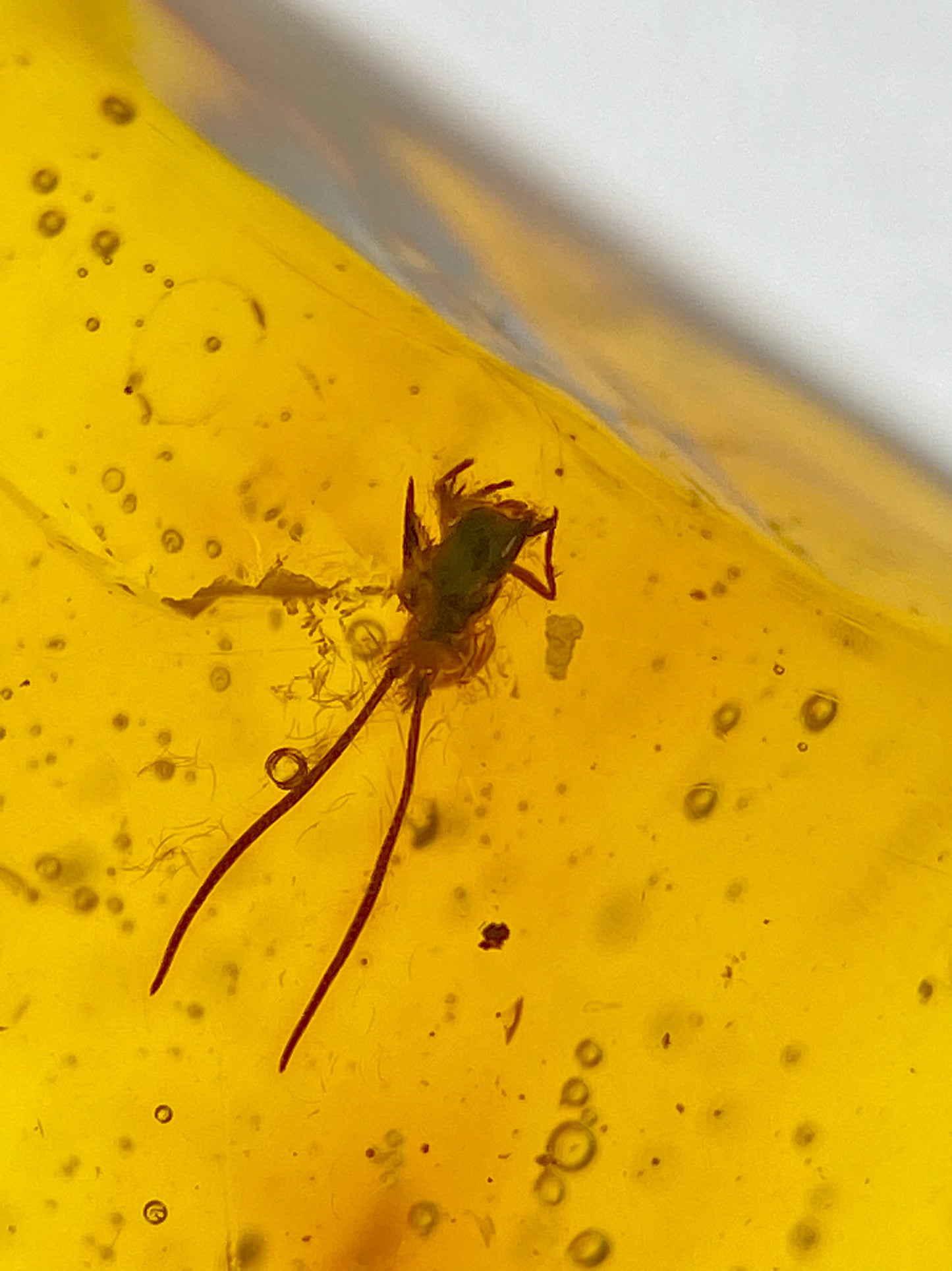 Ámbar Dominicano con Araña