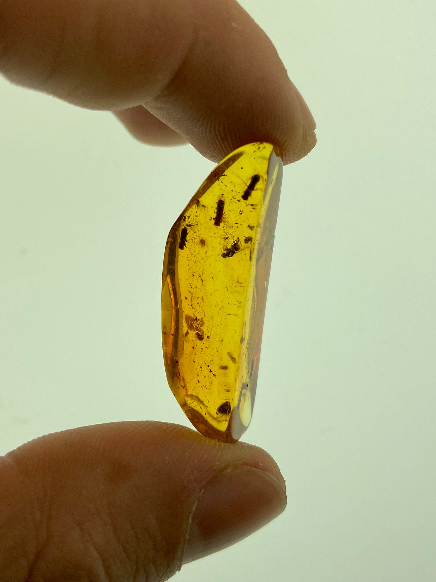 Ámbar Dominicano con Mosca y Carcomas
