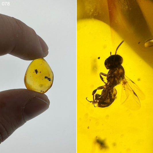 Ámbar Dominicano con Avispón