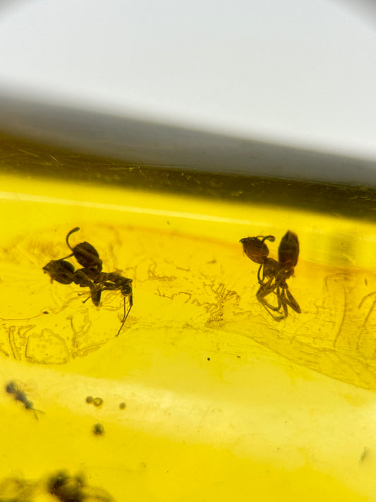 Ámbar Dominicano con Hormigas