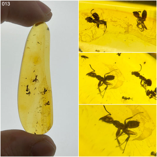 Ámbar Dominicano con Hormigas