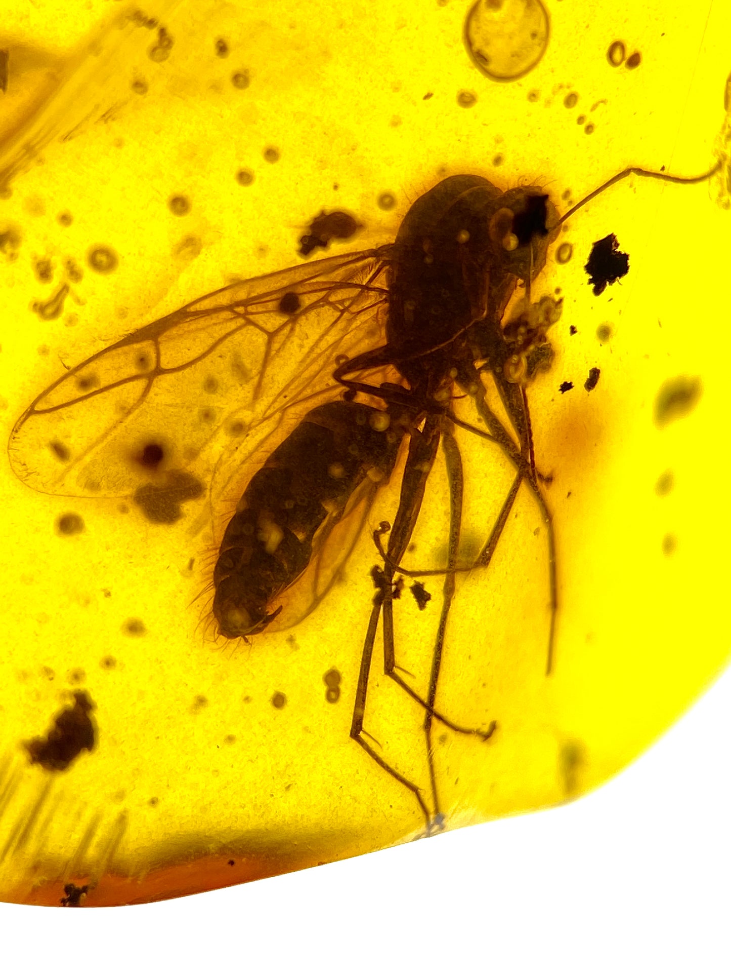 Ámbar Dominicano con Dípteros y Larva