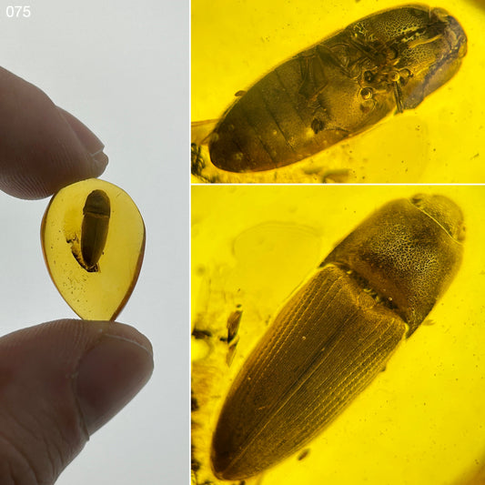 Ámbar Dominicano con Escarabajo