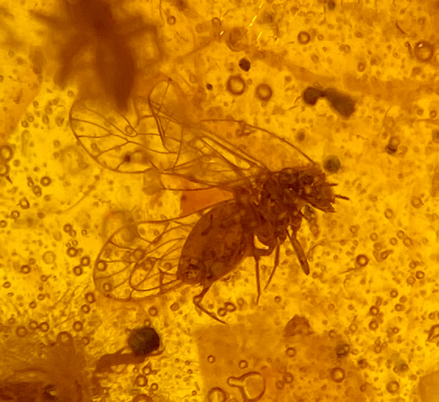 Ámbar Dominicano con Araña