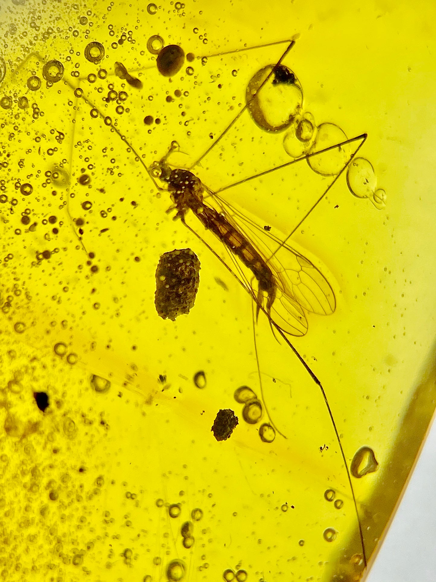 Ámbar Dominicano con Mosquitos