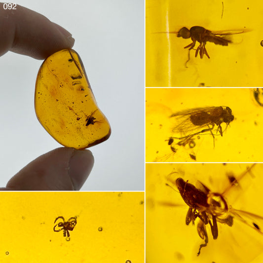 Ámbar Dominicano con Araña