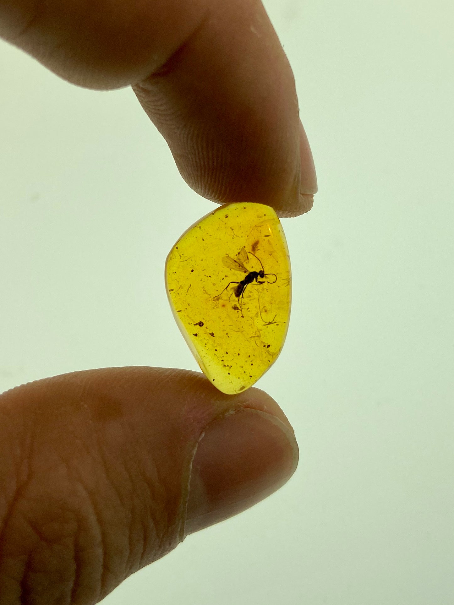 Ámbar Dominicano con Hormiga Alada